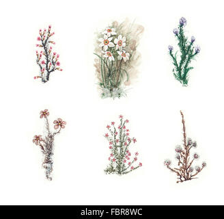Schönes Märchen set bunte Aquarell Blumen. SATZ 3 Stockfoto