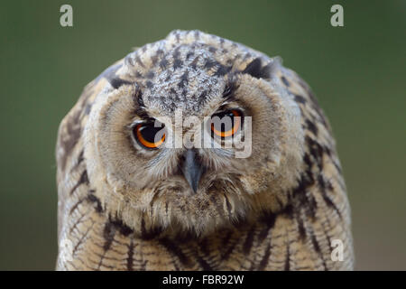 Nördlichen Uhu / Europaeischer Uhu (Bubo Bubo) schaut von oben herab, lustige Kopf Porträt, Tierwelt, Deutschland. Stockfoto