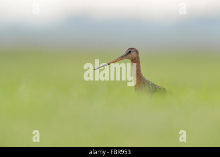 Erwachsenen Uferschnepfe / Uferschnepfe (Limosa Limosa) hohes Gras, geringe Blickwinkel, verschwommen umgibt. Stockfoto