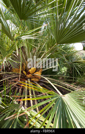 Mediteranean Fan Farn, Palmito, Europäische Fächerpalme, Europäische Zwergpalme, Zwerg-Palme, Palme, Palmen, Chamaerops humilis Stockfoto