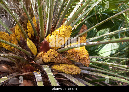 Mediteranean Fan Farn, Palmito, Europäische Fächerpalme, Europäische Zwergpalme, Zwerg-Palme, Palme, Palmen, Chamaerops humilis Stockfoto