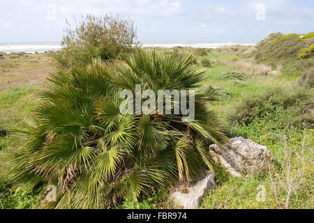 Mediteranean Fan Farn, Palmito, Europäische Fächerpalme, Europäische Zwergpalme, Zwerg-Palme, Palme, Palmen, Chamaerops humilis Stockfoto