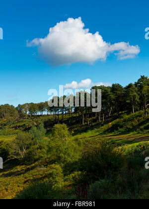 Des Teufels Bowle ein großes natürliches Amphitheater und Ausflugsort in der Nähe von Hindhead Surrey England UK Stockfoto