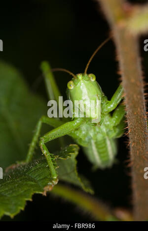 Zuckenden grünen Bushcricket, Männlich, Zwitscherschrecke, Zwitscher-Heupferd, Männchen, Zwitscherheupferd, Tettigonia Cantans Stockfoto