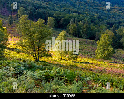 Bäume wachsen in Teufels Bowle ein großes natürliches Amphitheater und Ausflugsort in der Nähe von Hindhead Surrey England UK Stockfoto