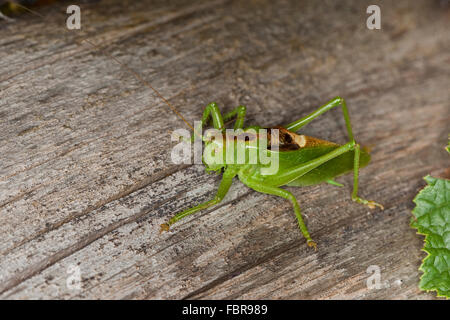 Zuckenden grünen Bushcricket, Männlich, Zwitscherschrecke, Zwitscher-Heupferd, Männchen, Zwitscherheupferd, Tettigonia Cantans Stockfoto