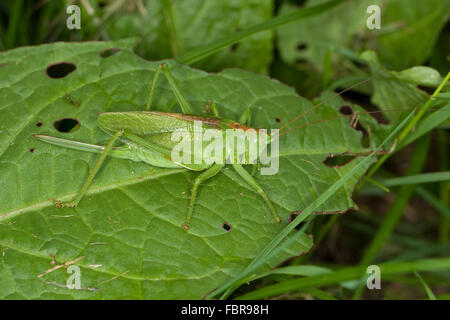 Grüne Bushcricket, Weiblich, zucken Zwitscherschrecke, Zwitscher-Heupferd, Weibchen, Zwitscherheupferd, Tettigonia Cantans Stockfoto