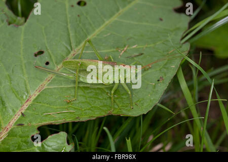 Grüne Bushcricket, Weiblich, zucken Zwitscherschrecke, Zwitscher-Heupferd, Weibchen, Zwitscherheupferd, Tettigonia Cantans Stockfoto