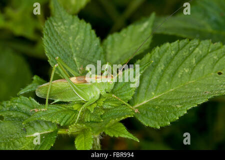 Zuckenden grünen Bushcricket, Männlich, Zwitscherschrecke, Zwitscher-Heupferd, Männchen, Zwitscherheupferd, Tettigonia Cantans Stockfoto