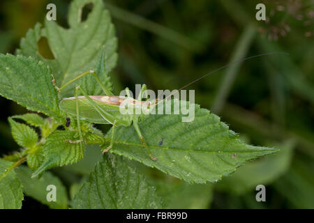 Zuckenden grünen Bushcricket, Männlich, Zwitscherschrecke, Zwitscher-Heupferd, Männchen, Zwitscherheupferd, Tettigonia Cantans Stockfoto