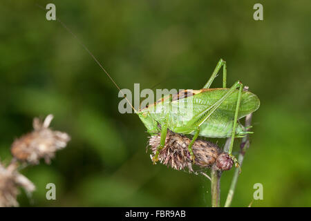 Zuckenden grünen Bushcricket, Männlich, Zwitscherschrecke, Zwitscher-Heupferd, Männchen, Zwitscherheupferd, Tettigonia Cantans Stockfoto