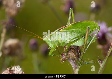 Zuckenden grünen Bushcricket, Männlich, Zwitscherschrecke, Zwitscher-Heupferd, Männchen, Zwitscherheupferd, Tettigonia Cantans Stockfoto