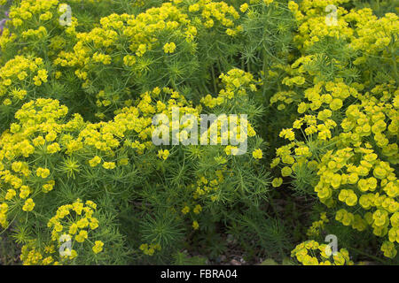 Zypressen-Wolfsmilch, Wolfsmilch, Euphorbia Cyparissias, Zypressen-Wolfsmilch, Zypressenwolfsmilch Stockfoto