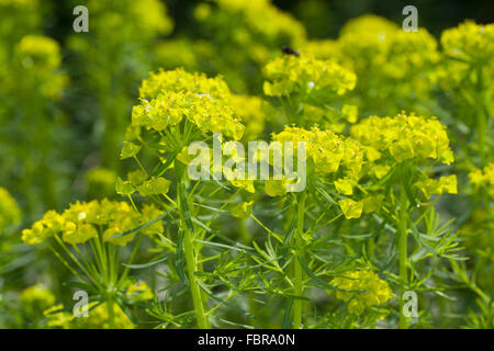 Zypressen-Wolfsmilch, Wolfsmilch, Euphorbia Cyparissias, Zypressen-Wolfsmilch, Zypressenwolfsmilch Stockfoto