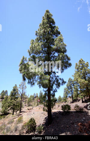 Kanarische Kiefer in Gran Canaria Stockfoto