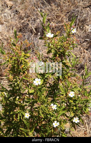 Cistus Monspeliensis ein blühender Strauch in Bergen von Gran Canaria Stockfoto