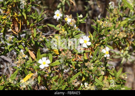 Cistus Monspeliensis ein blühender Strauch in Bergen von Gran Canaria Stockfoto