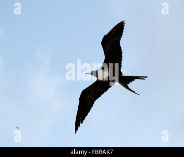 Herrliche Fregattvogels im Flug, Grand Cayman, British West Indies Stockfoto