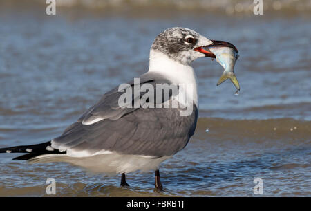 Lachen Möwe (Leucophaeus Atricilla) im Winterkleid mit ein Beutefisch, Galveston, Texas, USA. Stockfoto