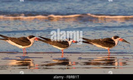 Schwarz-Skimmer (Rynchops Niger) am Ozeanstrand bei Sonnenuntergang, Galveston, Texas, USA. Stockfoto