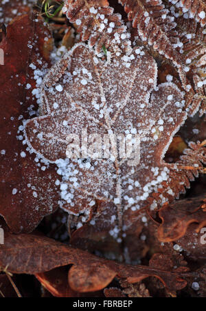 Eiskristalle auf ein totes Blatt eingefroren. Stockfoto