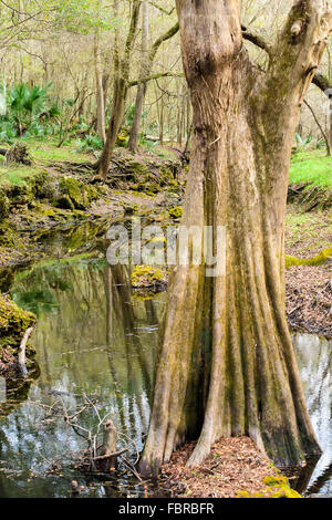 Zypressen entlang der Kalk Waschbecken laufen. Stockfoto