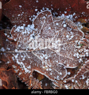 Eiskristalle auf ein totes Blatt eingefroren. Stockfoto