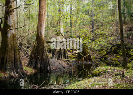 Zypressen entlang der Kalk Waschbecken laufen. Stockfoto