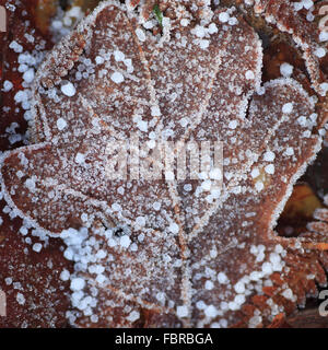 Eiskristalle auf ein totes Blatt eingefroren. Stockfoto