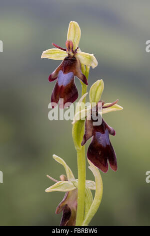 fliegen Orchidee Ophrys Insectifera in Blüte, Nahaufnahme Stockfoto