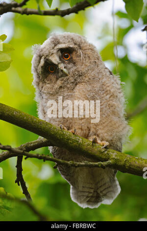 Süße junge Waldohreule / Waldohreule (Asio Otus) thront auf einem Baum, Uhren, Tierwelt, Deutschland. Stockfoto