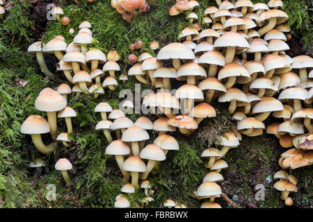 Grünblättriger Fasciculare Schwefel Büschel, Schwefel gruppierten Woodlover Pilze; Stockfoto