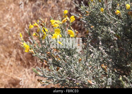 Teline Microphylla einen gelben Besen indigenen nach Gran Canaria Stockfoto