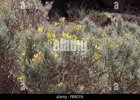 Teline Microphylla einen gelben Besen indigenen nach Gran Canaria Stockfoto