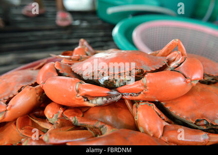 Haufen von große gedämpfte Krabben vom Homestay-Dinner-Paket Stockfoto