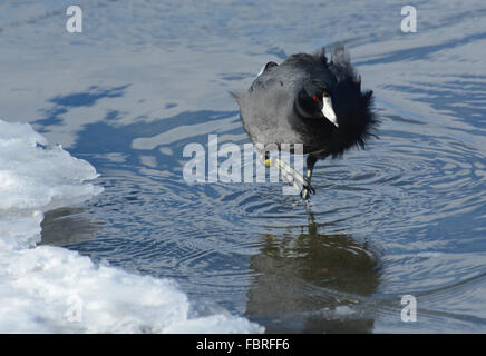 Amerikanische Blässhuhn (Fulica Americana) zu Fuß auf dem Wasser bedeckte Eis auf windiger Wintertag Stockfoto