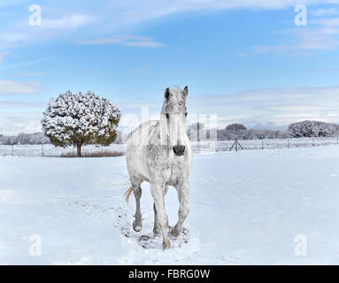 Trabrennen auf Schnee bedeckten Boden mit einem Baum im Hintergrund weiß Stockfoto