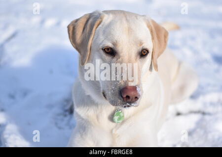 Gelber Labrador Retriever, liegend auf dem Schnee Stockfoto