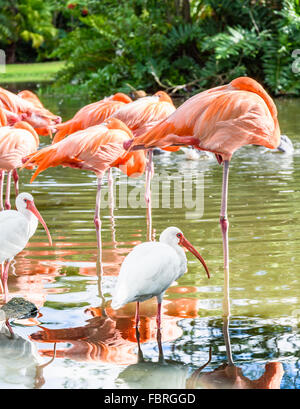 Der rosa-Flamingo und der weißen Ibis Vogel auf dem See im park Stockfoto