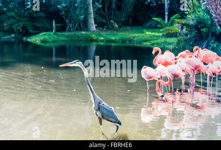 Demoiselle Kran Vogel auf dem See Stockfoto