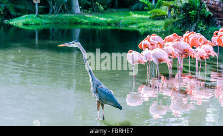Demoiselle Kran Vogel auf dem See Stockfoto