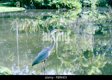 Demoiselle Kran Vogel auf dem See Stockfoto