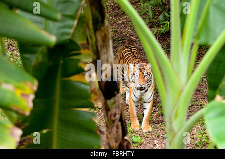 Bengal Tiger im Wald Stockfoto