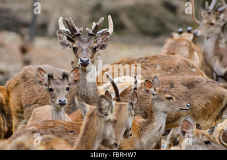 Gruppe von männlichen und weiblichen Rusahirsch Stockfoto