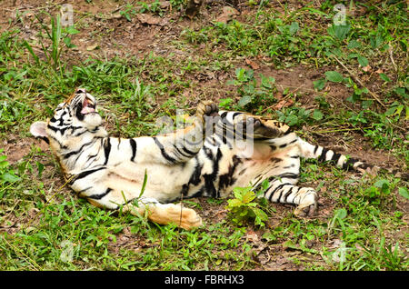 Entspannen Sie sich Verhalten der bangal tiger Stockfoto