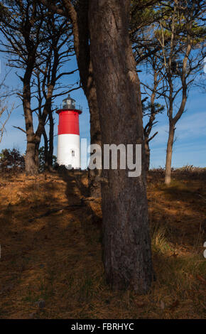 Nauset Licht, ein Wahrzeichen Leuchtturm gesehen durch Pinien, liegt entlang der Cape Cod National Seashore in Eastham, MA, USA Stockfoto