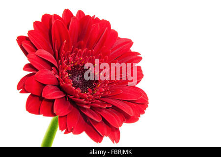 Rote Gerbera Blume, isoliert auf weißem Hintergrund. Stockfoto