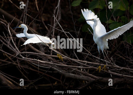 Schneegrets, Egretta thula, im Mangrovenwald im Coiba Nationalpark, Pazifischer Ozean, Veraguas Provinz, Republik Panama. Stockfoto