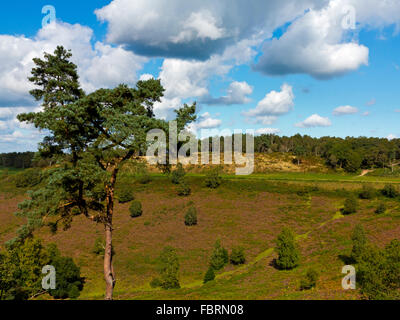 Kiefer mit Blick auf des Teufels Bowle ein großes natürliches Amphitheater und Ausflugsort in der Nähe von Hindhead Surrey England UK Stockfoto