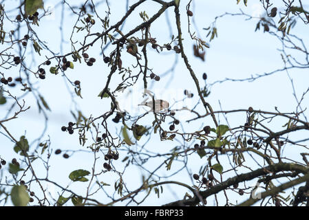 Eine weibliche Redpoll Fütterung auf eine Erle Baum Stockfoto